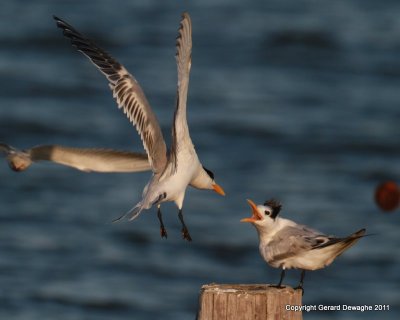 Royal Terns