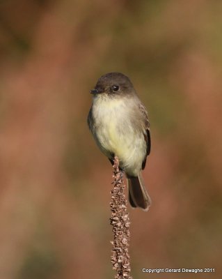 Eastern Phoebe