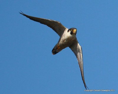 Peregrine Falcon