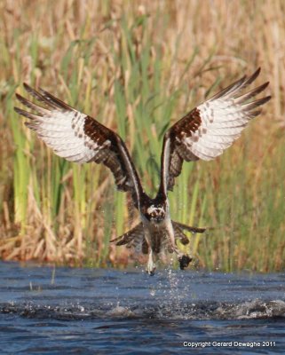 Osprey