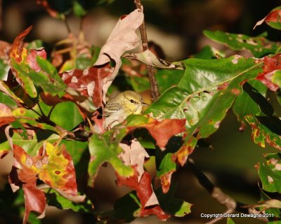 Blackpoll Warbler