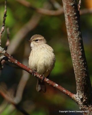 Palm Warbler