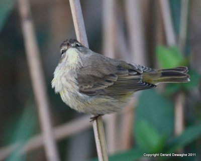 Palm Warbler