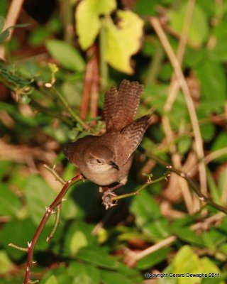 House Wren