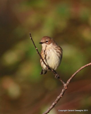 Yellow-rumped Warbler