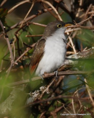 Yellow-billed Cuckoo