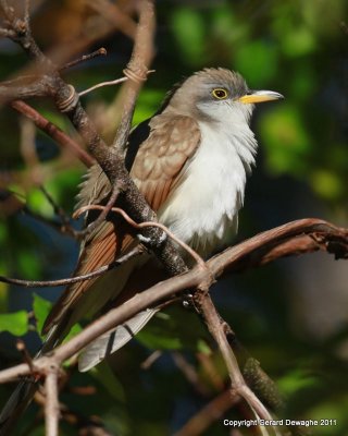 Yellow-billed Cuckoo