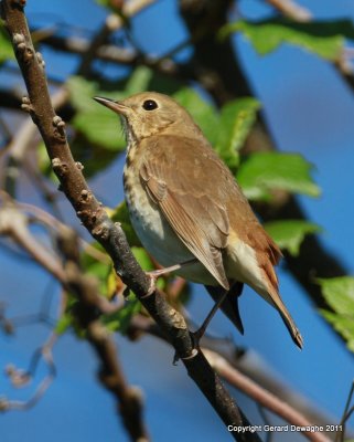 Hermit Thrush