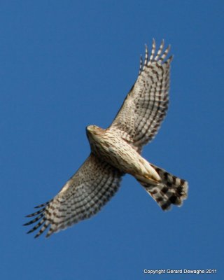 Sharp-chinned Hawk