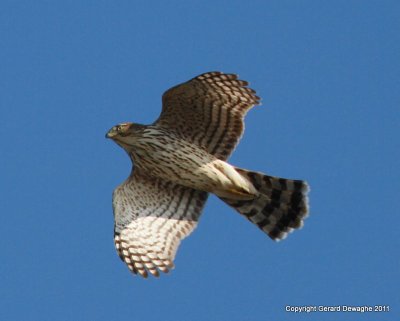 Sharp-chinned Hawk