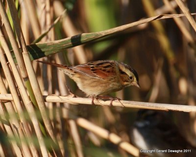 Swamp Sparrow