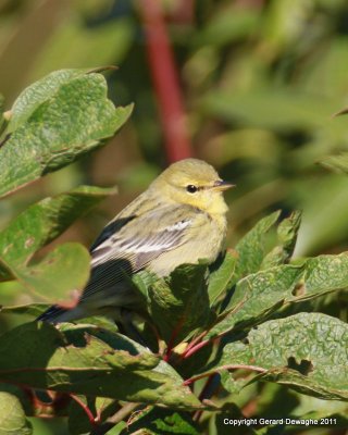 Balckpoll Warbler