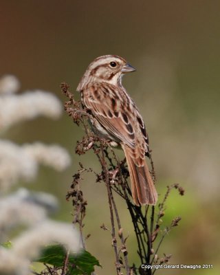 Song Sparrow