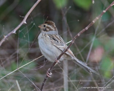 Chipping Sparrow