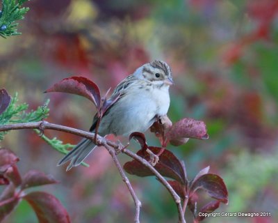 Clay-colored Sparrow