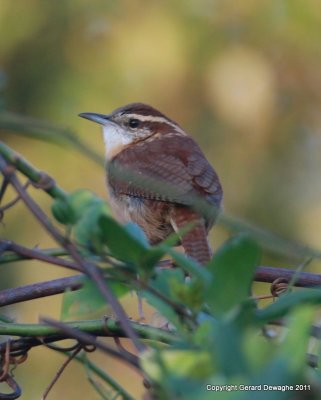Carolina Wren