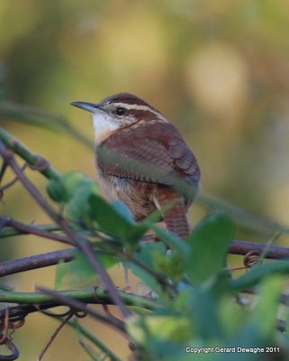 Carolina Wren