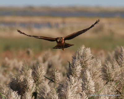 Northern Harrier