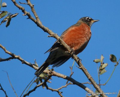 American Robin