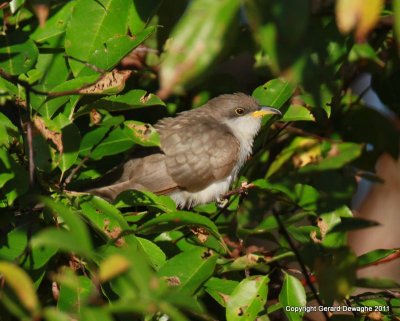 Yellow-billed Cuckoo