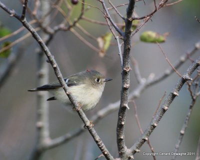 Ruby-crowned Kinglet