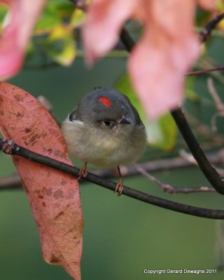 Ruby-crowned Kinglet