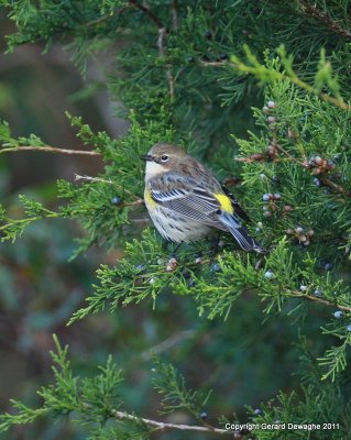 Yellow-rumped Warbler