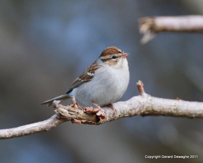 Chipping Sparrow