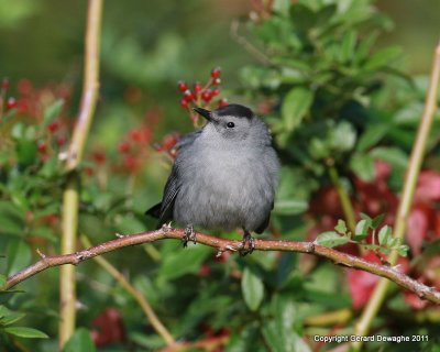 Gay Catbird