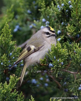 Golden-crowned Kinglet