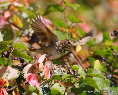 Hermit Thrush