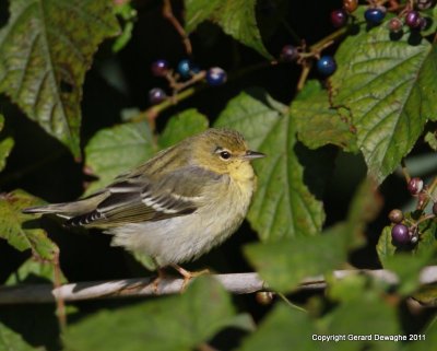 Blackpoll Warbler