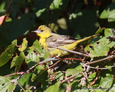 Orchard Oriole