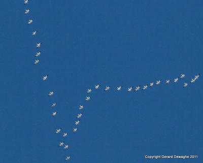 Snow Geese