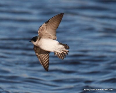 Tree Swallow