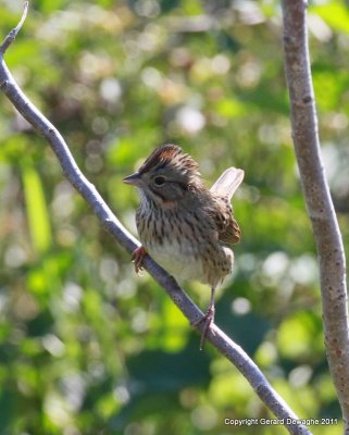 Lincoln Sparrow