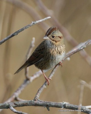 Lincoln Sparrow