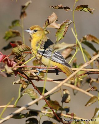 Baltimore Oriole