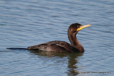 Double Crested Cormorant