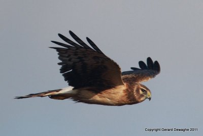 Northern Harrier