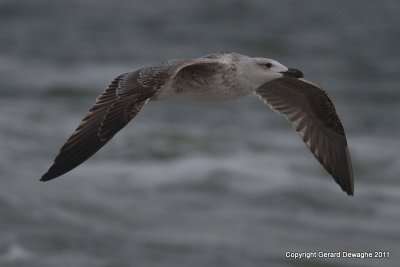 Great Black-backed Gull