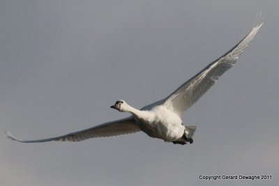 Tundra Swan