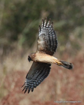 Northern Harrier