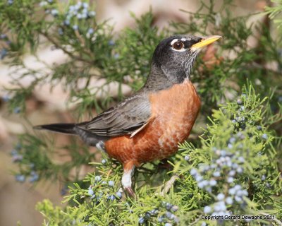 American Robin