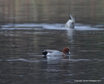 Eurasian Wigeon