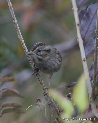 Swamp Sparrow