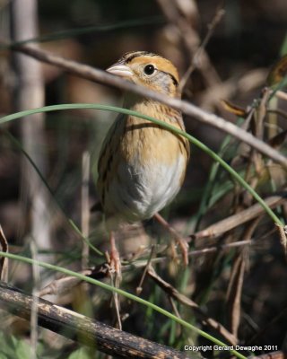 Le Conte's Sparrow