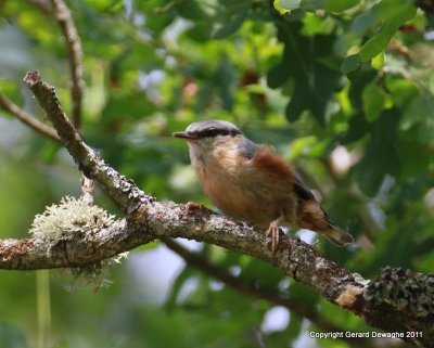 Nuthatch