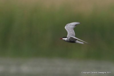 Whiskered Tern