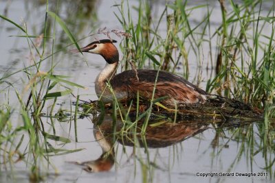 Great crested Grebe